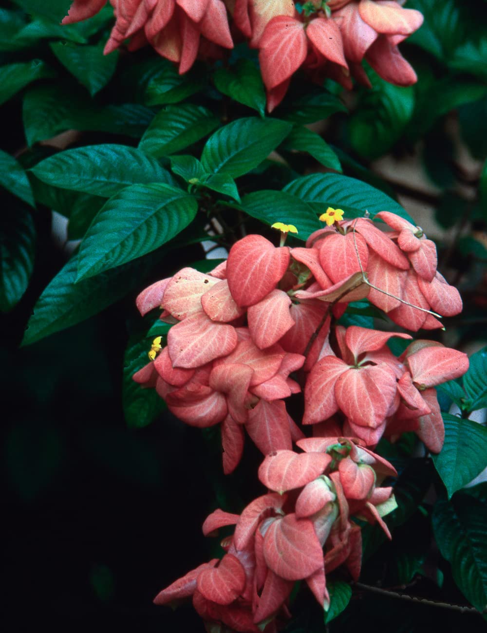 Mussaenda