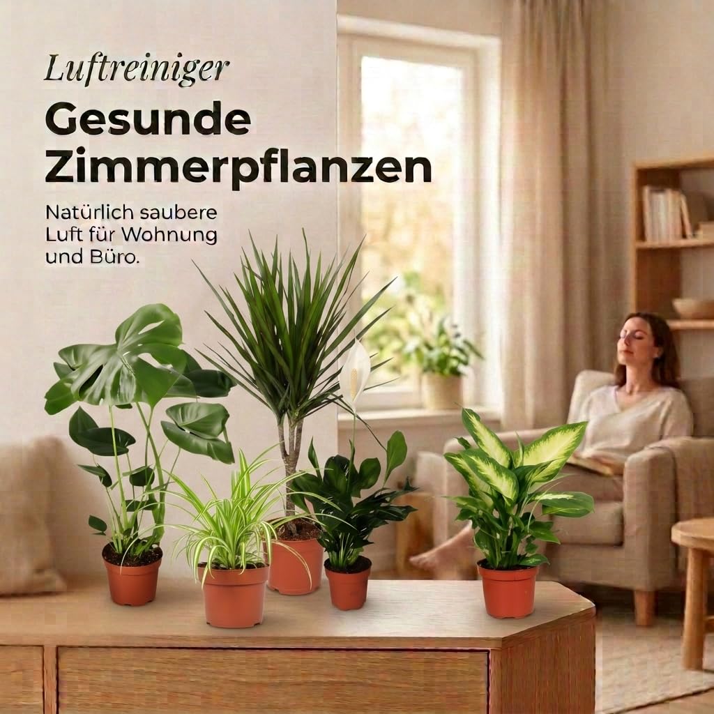 "Oczyszczacz powietrza" zestaw roślin | 7-częściowy zestaw | Monstera, Spathiphyllum, Dracaena, Dieffenbachia, Grünlilie, Fatsia, Efeutute | ok. 30-70 cm | Ø 12-15 cm doniczka | rośliny pokojowe do