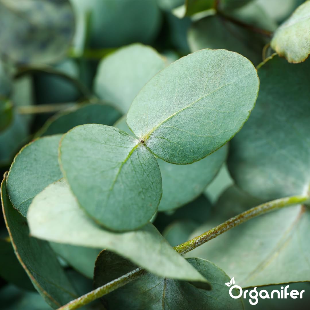 Fertilizante Líquido - 10L - Para Eucalipto - NPK 3-4-3 | Plantas Robustas Y Crecimiento Óptimo - Organifer