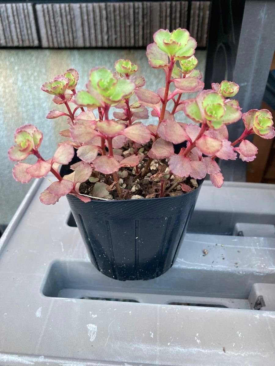 Amazon.co.jp: セダム ドラゴンズブラッド 抜き苗 多肉植物 : ホビー