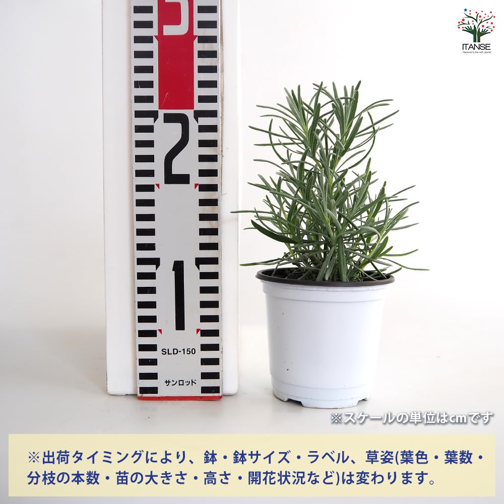 Amazon.co.jp: ITANSE: ラベンダー