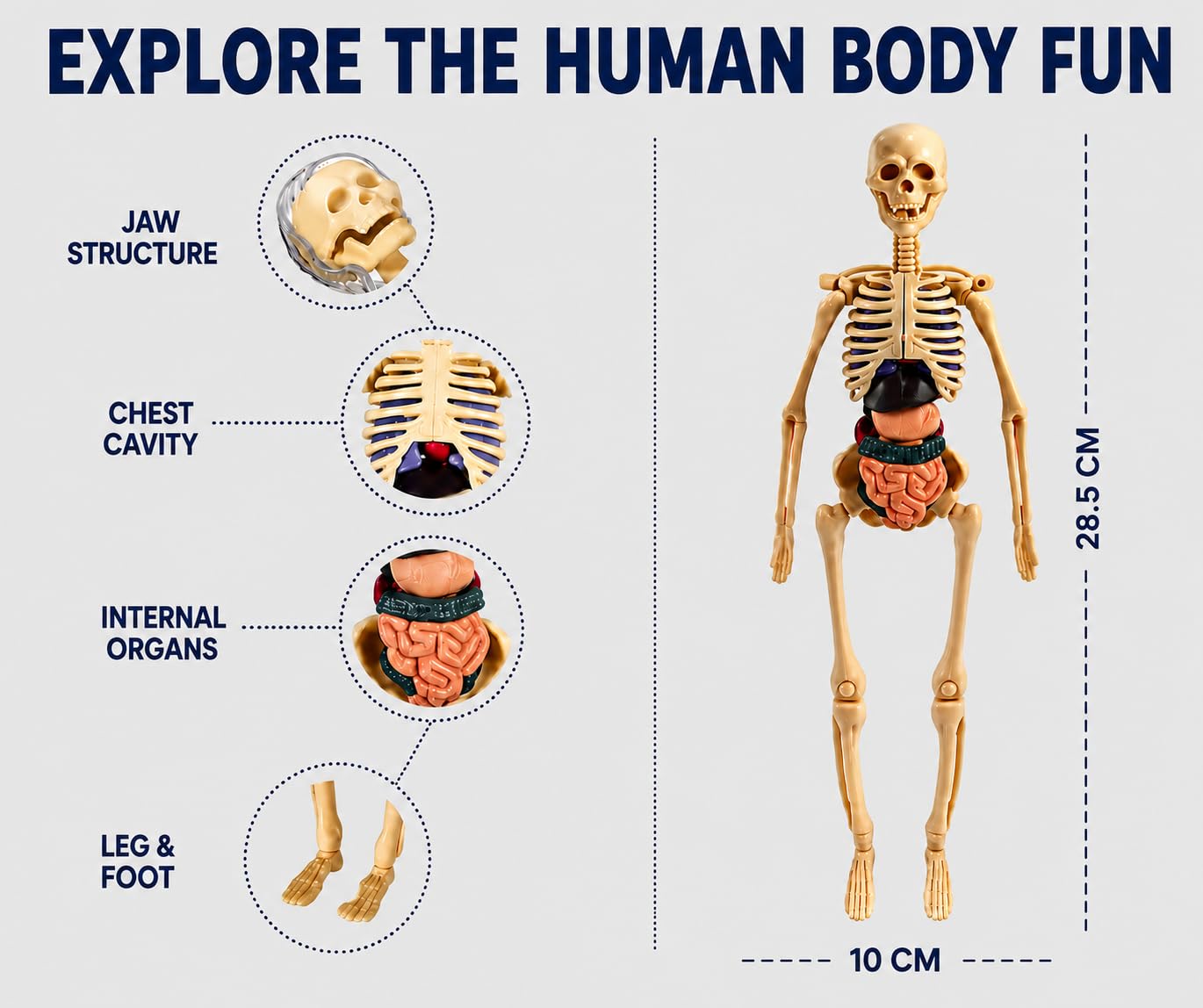 Braintastic Human Body 3D Model Kit for Kids | 29 Pieces Transparent Anatomy Kit with Dynamic Body Parts, Organs & Skeleton Bones | Educational STEM Science Toy for Kids 5-12 Years 2