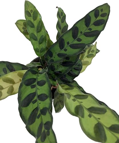 Miniatura 2 de Planta de serpiente de cascabel - Calathea - Maceta de 4"