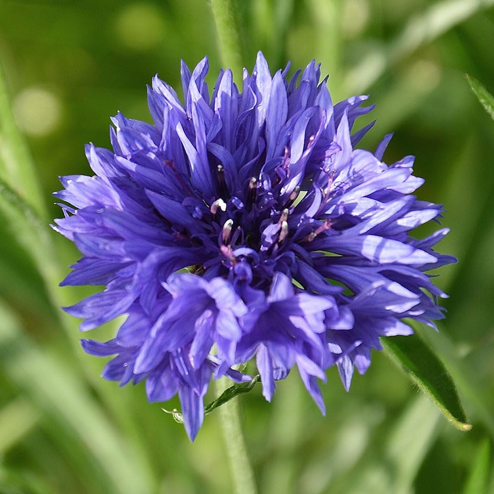 Cornflower Blue Ball Seeds – Easy, Cottage Garden Favourite – RHS Plants for Pollinators – Hardy Annual – for Your Beautiful Garden
