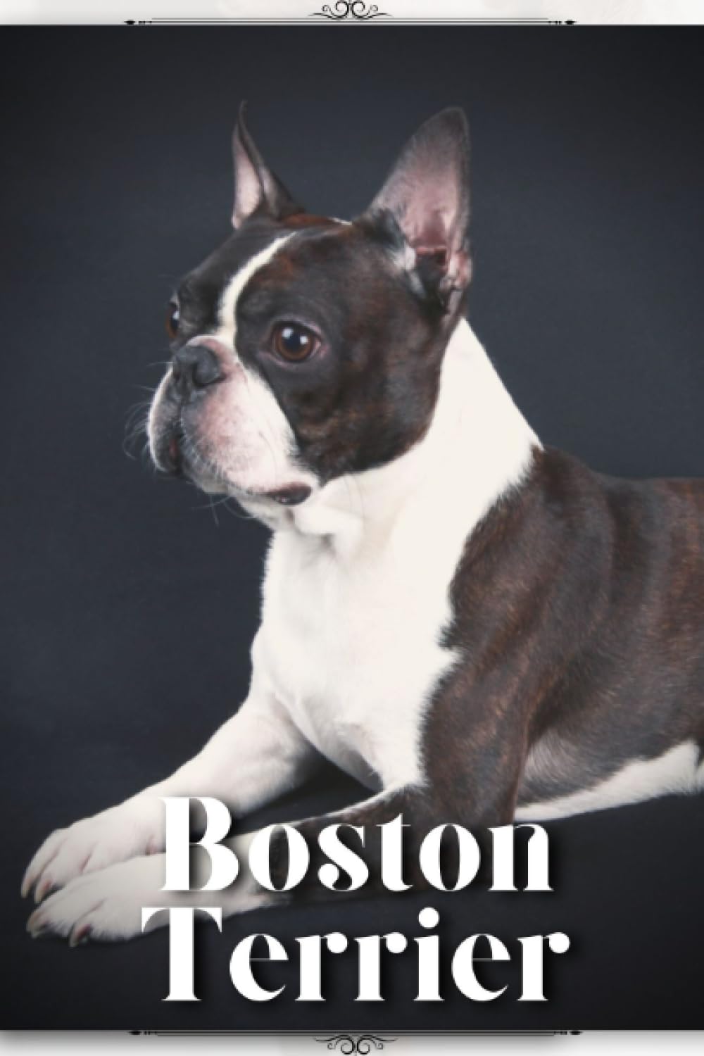 Boston Terrier: Dog breed overview and guide
