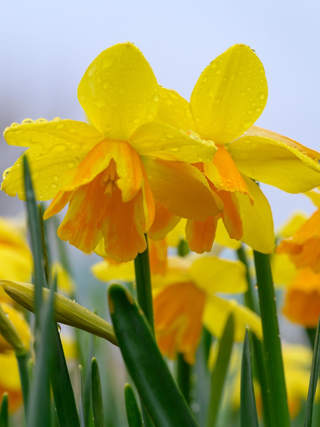 Narzisse Rataplan | 6 Stück | 10 Stück | Blumenzwiebel | duftend | Verwildernd | Gelb | Orange | 100% Blütegarantie | QFB Gardening | Narzissenzwiebeln