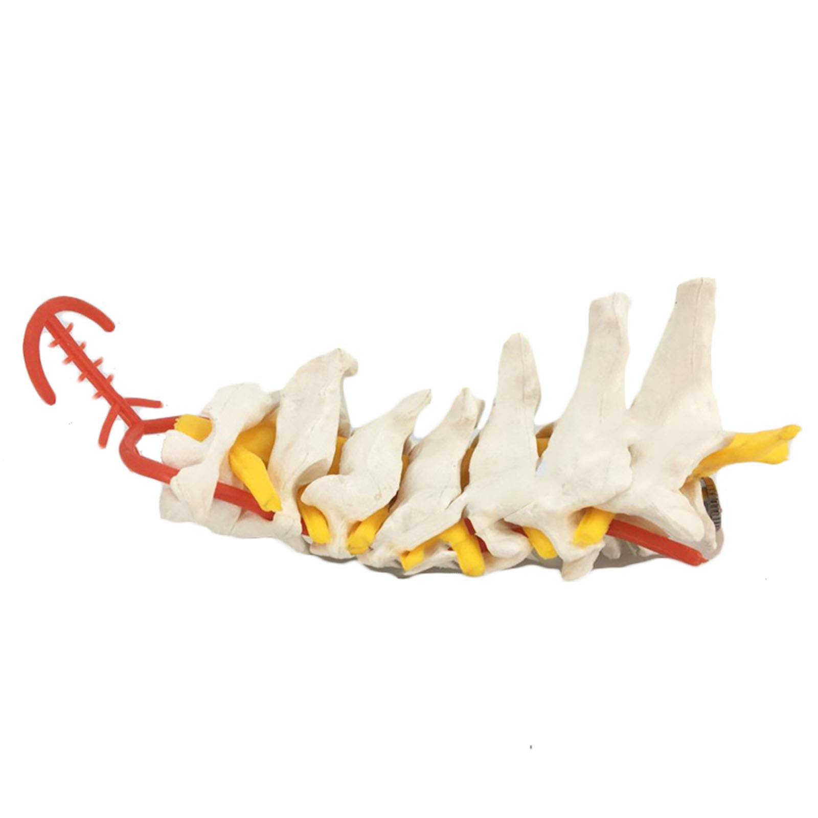 Sjdopulse A Lifesize Human Spine Model - Human Natomy Intervertebral Disc Nerve Cervical Spine Model - Pvc Material Medical Teaching Model For Study Display Teaching (A)