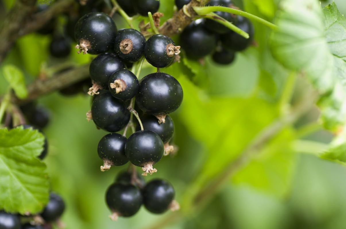 1 Black Currant Plant Live for Planting, Black Currant Bush 1 Year Bare Root, Black Current Berries Ready to Grow