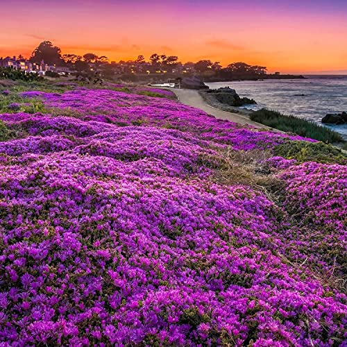 2000+ Purple Wild Creeping Thyme Seeds For Planting Dwarf Ground Cover Plants Thymus Serpyllum Heirloom & Open Pollinated High Germination Rate Easy To Plant #TOP4
