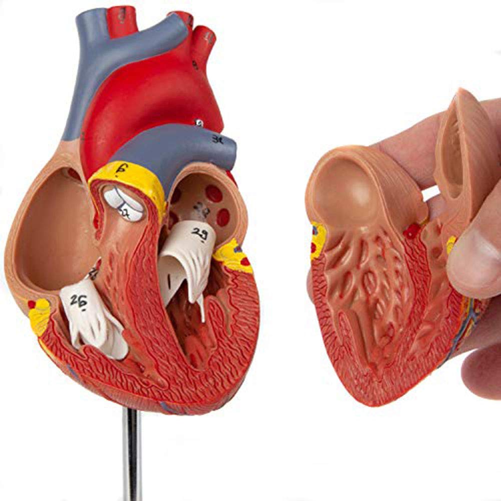Modello Anatomico del Cuore Umano Naturale di Grandi Dimensioni - 34 Segni - Rapporto Normale - Comunicazione Medico-Paziente - Apprendimento Educativo