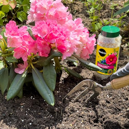Miracle Gro Premium Azalea, Camellia and Rhododendron Continuous Release Plant Food, White - Image 3