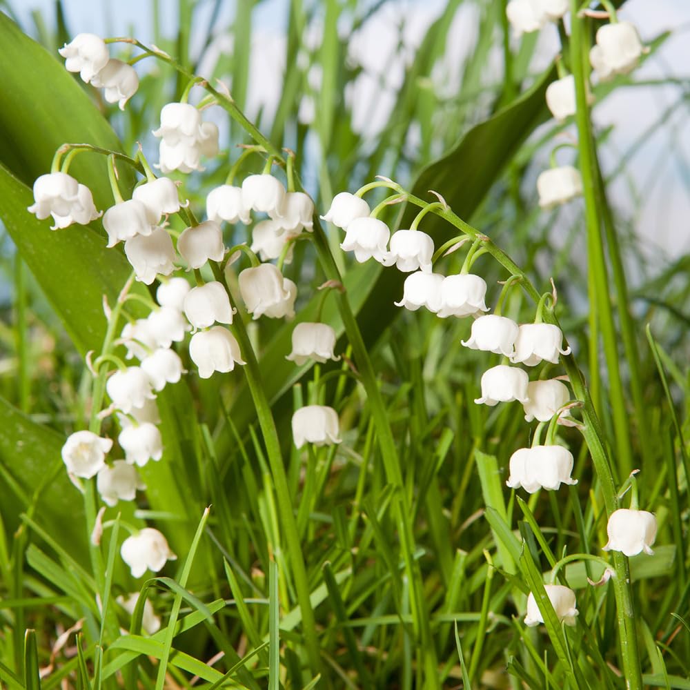 YouGarden Lily of The Valley Perennial Plants, Established Plant in 9cm Pot, Potted Plants for Gardens, Shade Loving Flowering Plants. Lily of The Valley Plant for Garden