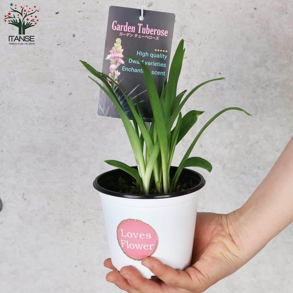 Amazon Co Jp チューベローズ ピンクレディー4号ポット 1個売り 品種で選べる花苗 球根植物 学名 Polianthes Tuberosa リュウゼツラン キジカクシ 科ゲッカコウ属 非耐寒性球根植物 原産地 メキシコ 別名 チュベローズ ツベローズ 月下香 ゲッカコウ 夜来香