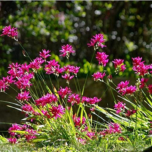 IXIA Panorama Winter Season Flower Bulbs (Germination Guaranteed)(8 Bulbs in a Pack)