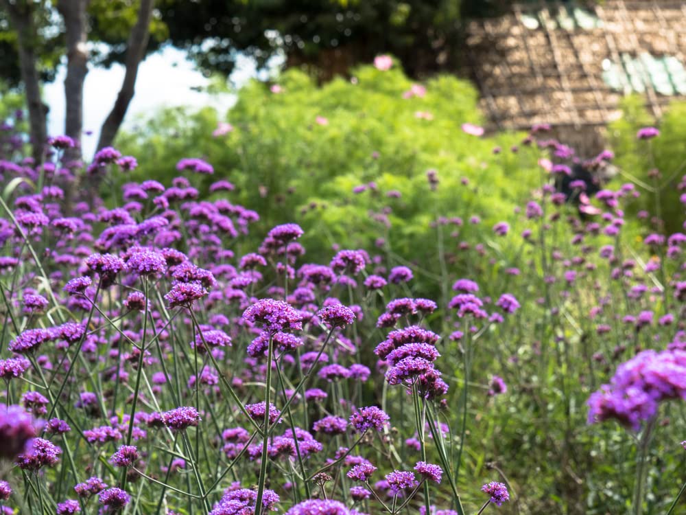Verbena bonariensis - Purple Top Vervain X 300 Seeds Bee Friendly Cottage Garden Plant