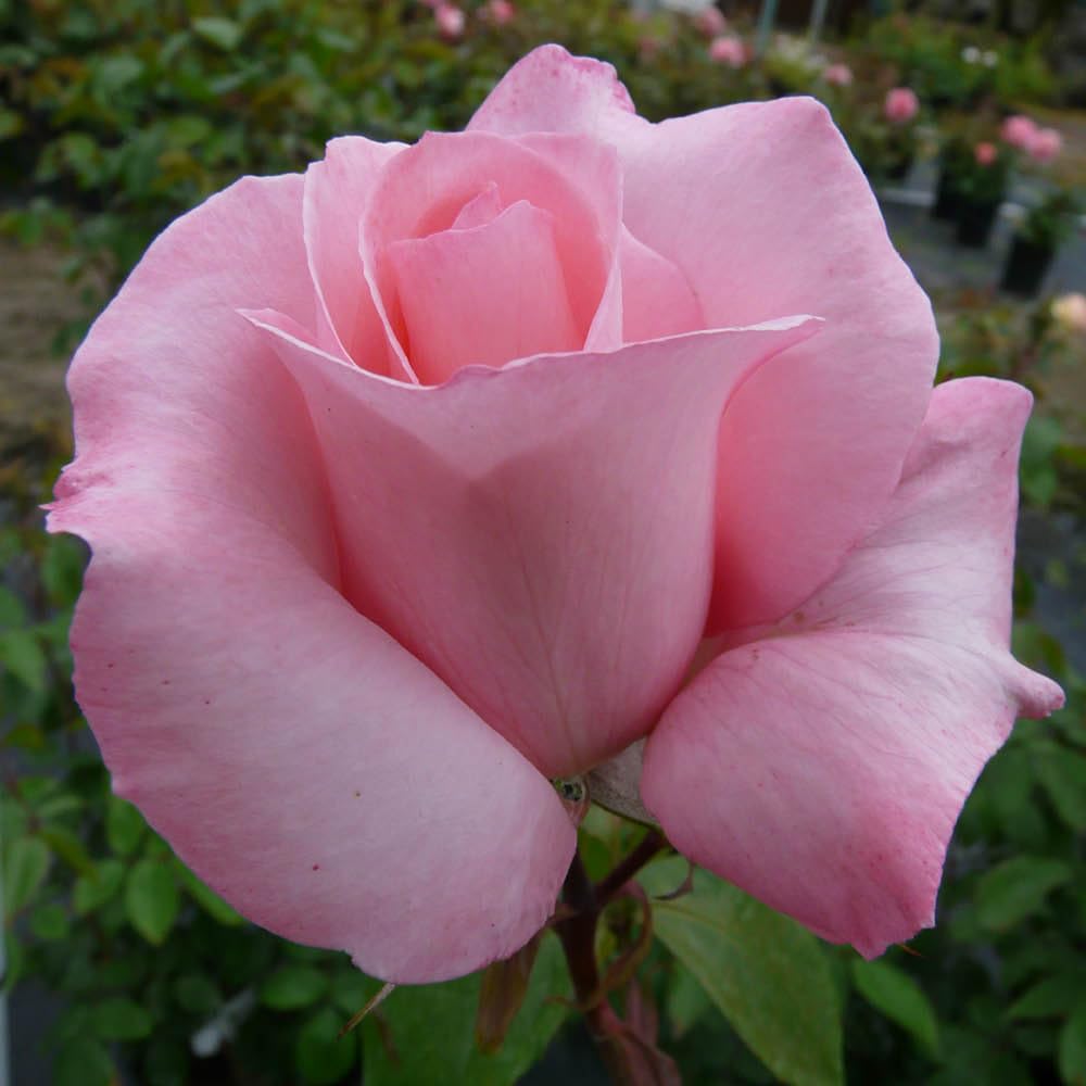 YouGarden Harkness Climbing Amelia's Rose, Pink Fragrant Flowers, Repeat Flowering, Established 4 Litre Pot, Ready to Plant