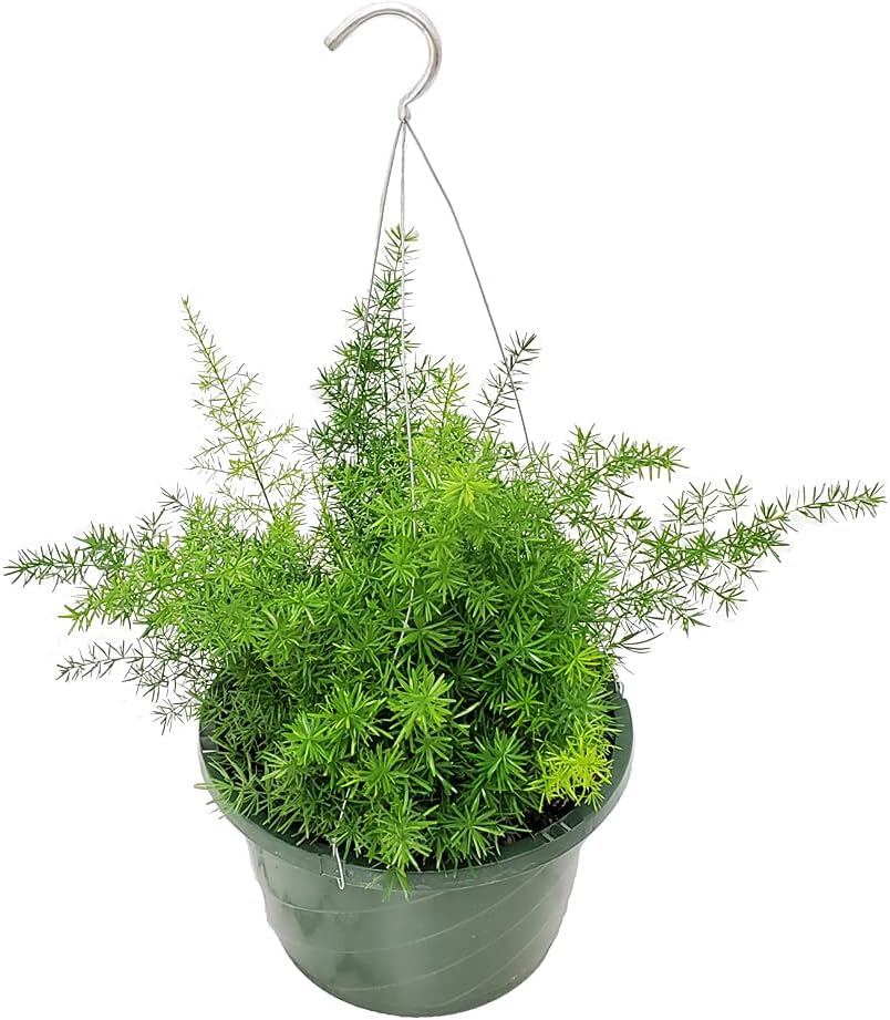 Sprengeri Asparagus Fern Hanging Basket 10" Basket