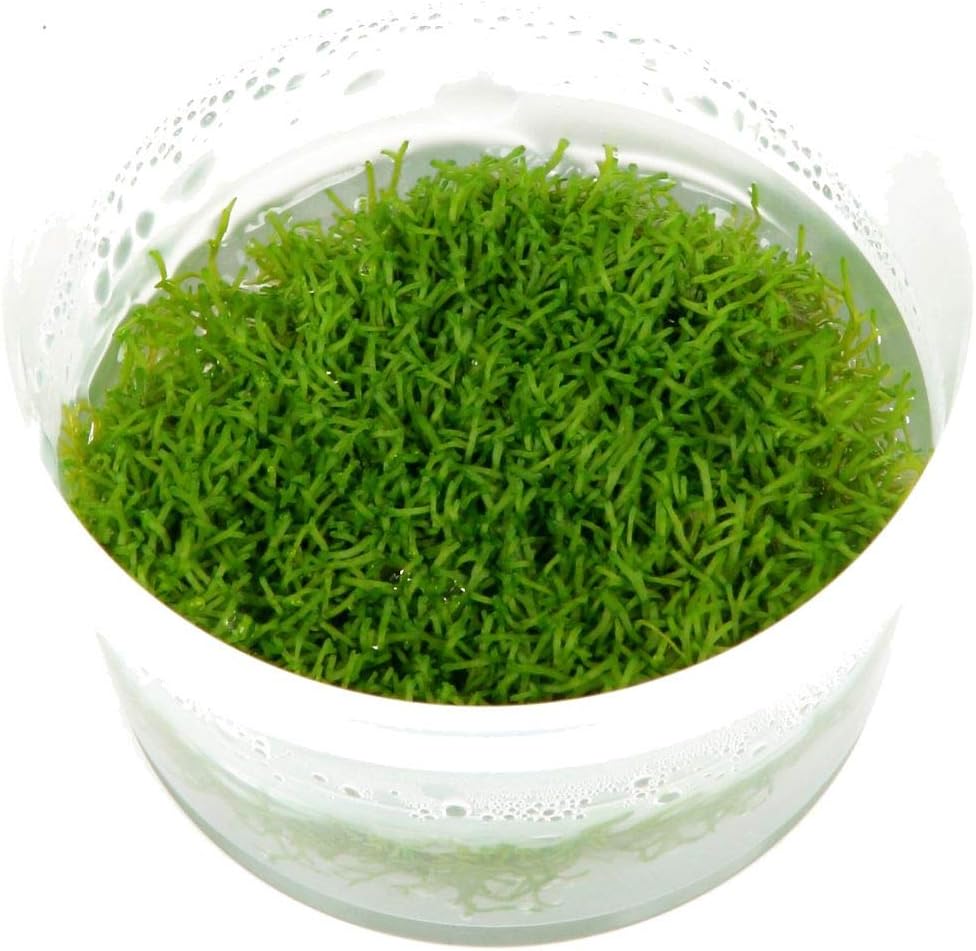 Riccia fluitans 1-2-GROW!