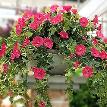 Amazon 観葉植物 フェイク 造花 朝顔 モーニンググローリー アサガオ 部屋 お祭り 記念日 65cm 花飾り 転居 緑 お祝い 藤 装飾 壁掛け 葉 お見舞い プレゼント 枯れない花 人工観葉植物 緑の葉 結婚式 飾り 1本 吊り下げ 入学 壁装飾 Pink 人工観葉植物 オンライン通販