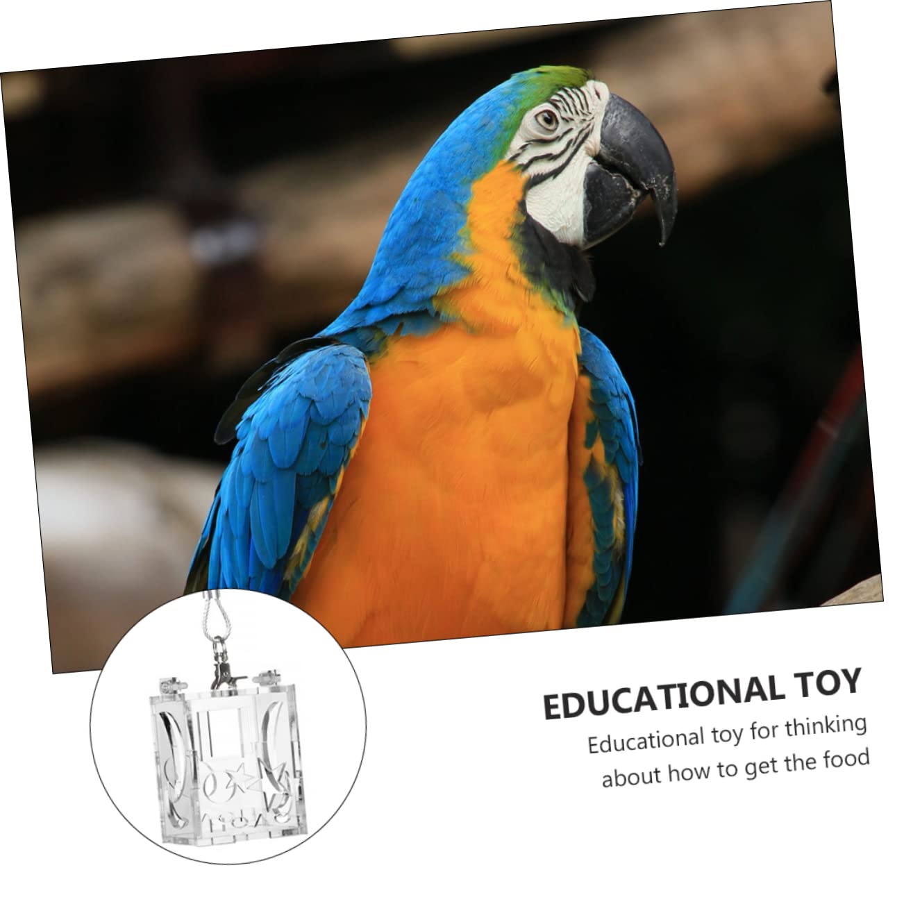 Sosoport 3pezzi Mangiatoia Per Uccelli Acrilico Gioco Intelligente Per Pappagalli e Piccoli Uccelli Foraging Toy Per Attività e Divertimento Resistente e Portatile