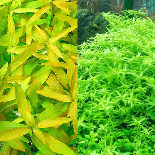 Amazon.co.jp: （水草）ビギナー向け水草 2種セット（グリーン