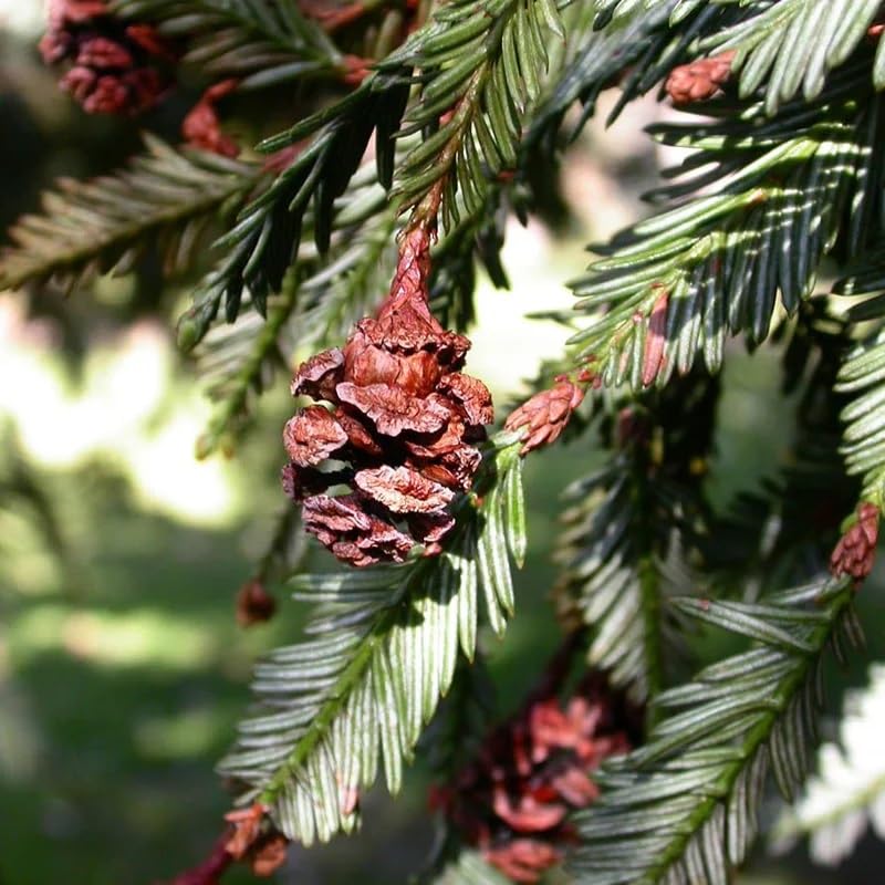 Sequoia sempervirens (Redwood, California Redwood, Coast Redwood) 25% Germ. Tree Seeds, Attractive Appearance, Seeds by MySeeds.Co, You Choose The Amount (2 Grams)