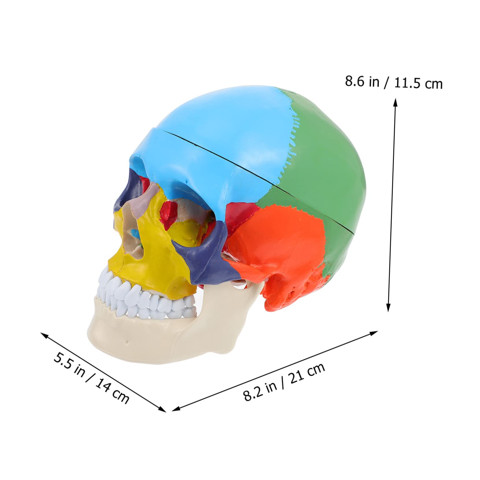 CHILDWEET Model Czaszki Medycznej Edukacyjny Model Czaszki Ludzkiej z Realistycznym Wyglądem Narzędzie Do Nauki Anatomii Dla Studentów Wysoka Jakość i Bezpieczny Materiał