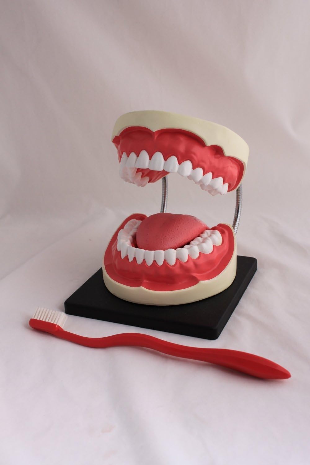 Oral Hygiene (Dental) Model