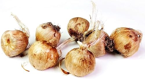 Miniatura 5 de Bulbos azafrán azafrán  Larga duración, mejora el jardín con un sabor exquisito  Cosecha especias en casa  Bajo mantenimiento y fácil de cultivar