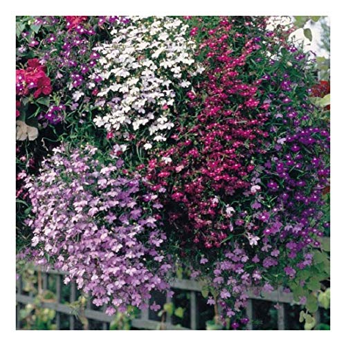 PREMIER SEEDS DIRECT - Lobelia - Cascade Mix/Mixed - 0.4 GRAM ~ Approx 12,000 Seeds - Trailing