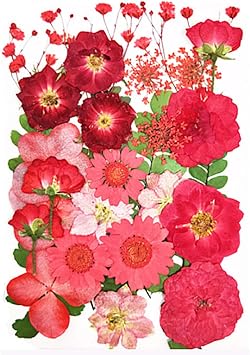 Real Dried Pressed Flowers, Nature Dried Flowers Assorted Colorful Daisies for Art Craft DIY Resin Molds Red