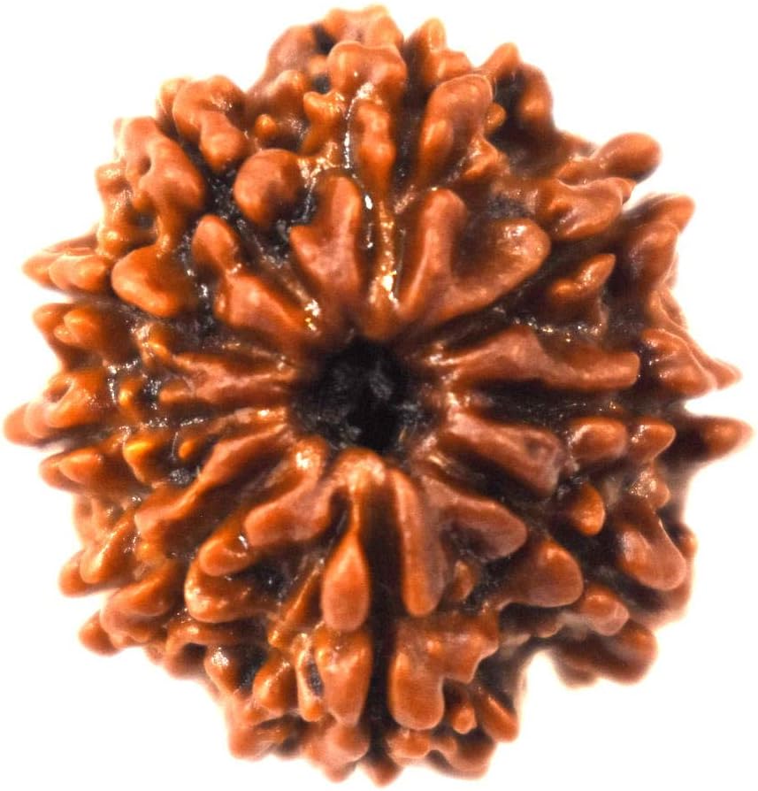 9 Face (Mukhi) Rudraksha (Origin: Nepal)