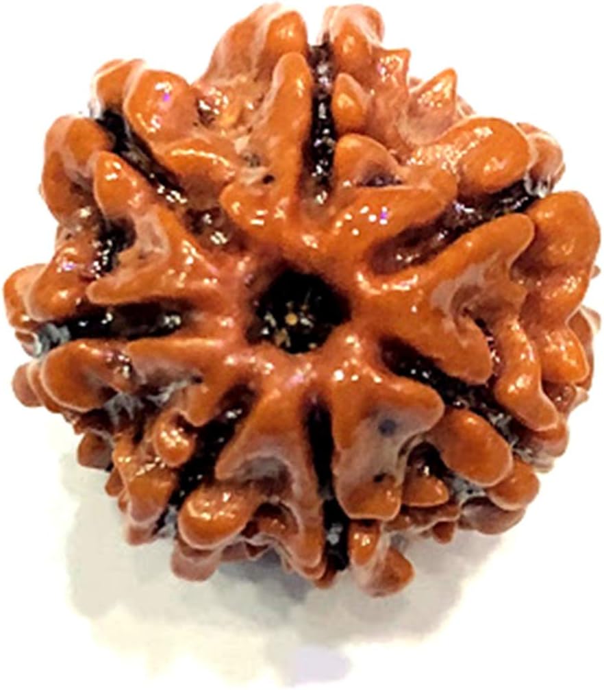 Divya Shakti 100% Original Nepali Seven Face Rudraksha (7 Mukhi Rudraksh) 17 M.M (Spiritual and Healing Product)