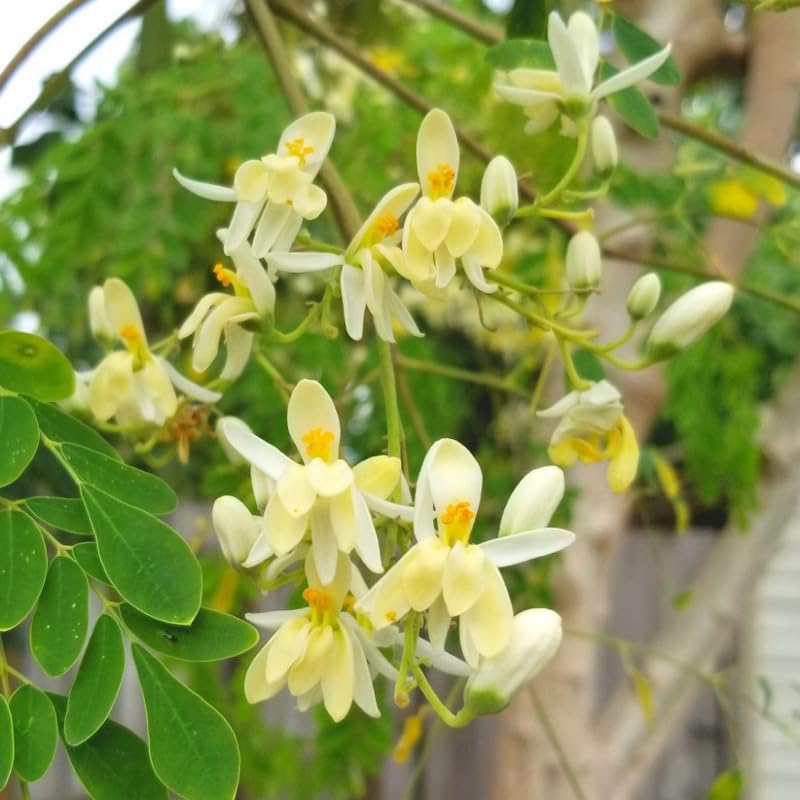 2 Moringa Plants Live for Planting, 6-10 Inch Tall Oleifera Moringa Live Tree Plant in Pot, Well Rooted