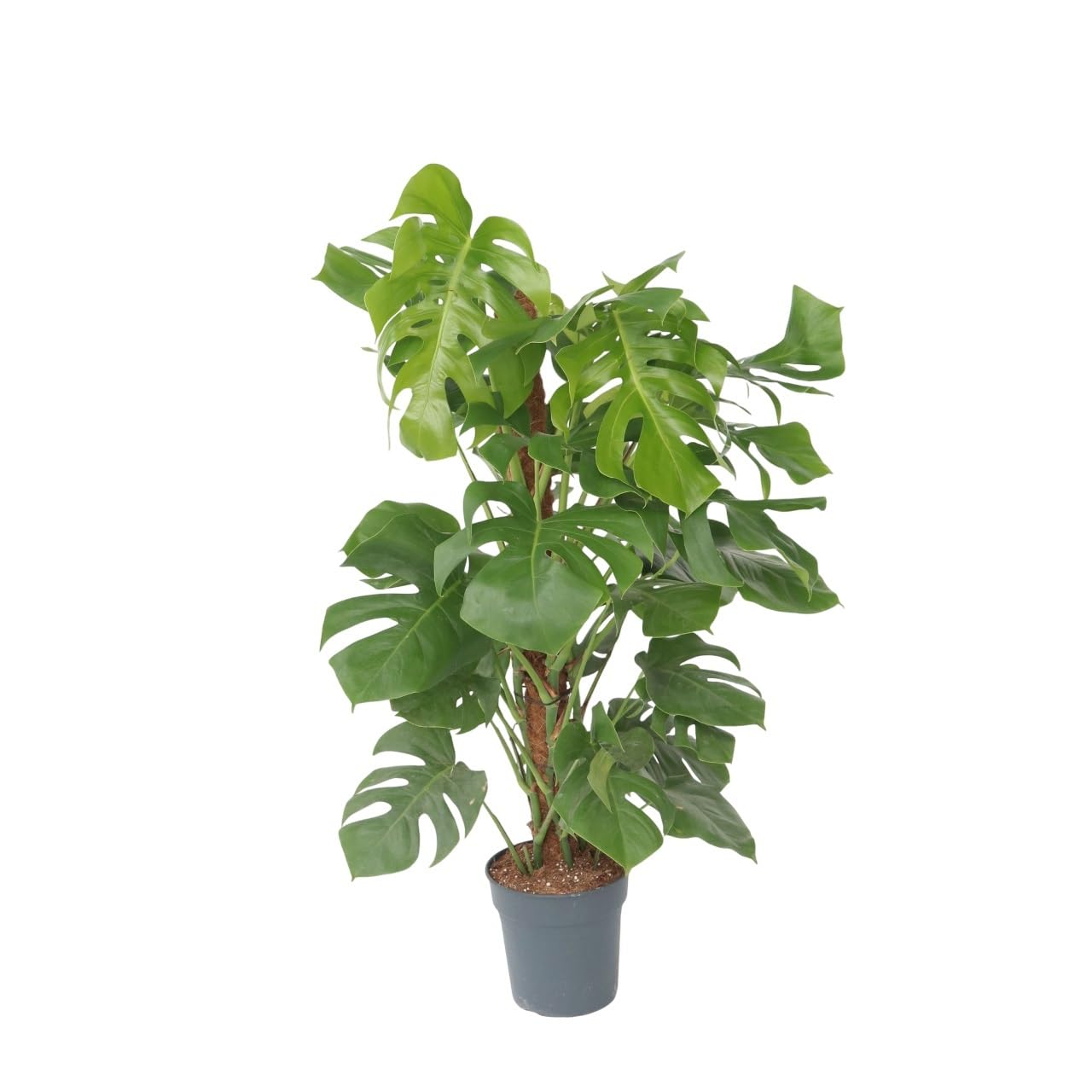 Plant in a Box - Monstera Deliciosa - Pianta del formaggio svizzero - Vaso 24cm - Altezza 120-130cm