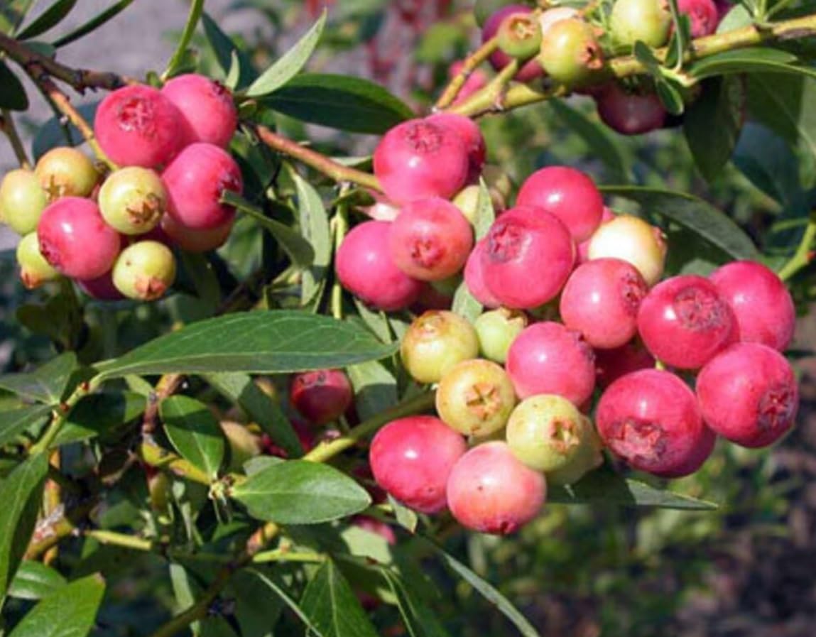 Pink Lemonade Blueberry Bush Seedling for Growing - 1 Year Well Rooted Seedling - Ready to Plant (1 Seedling)
