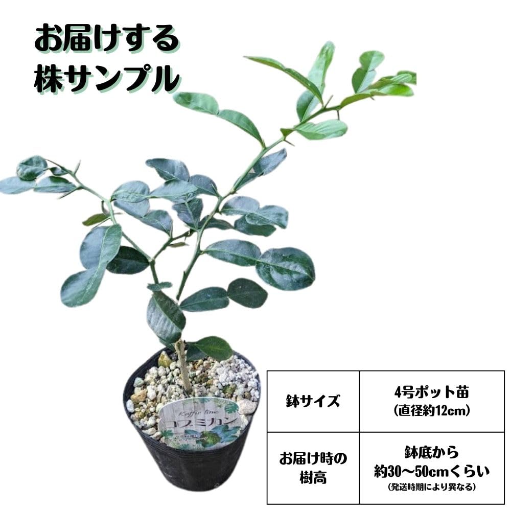 Amazon.co.jp: コブミカン 4号 接ぎ木 ポット苗 バイマックルー