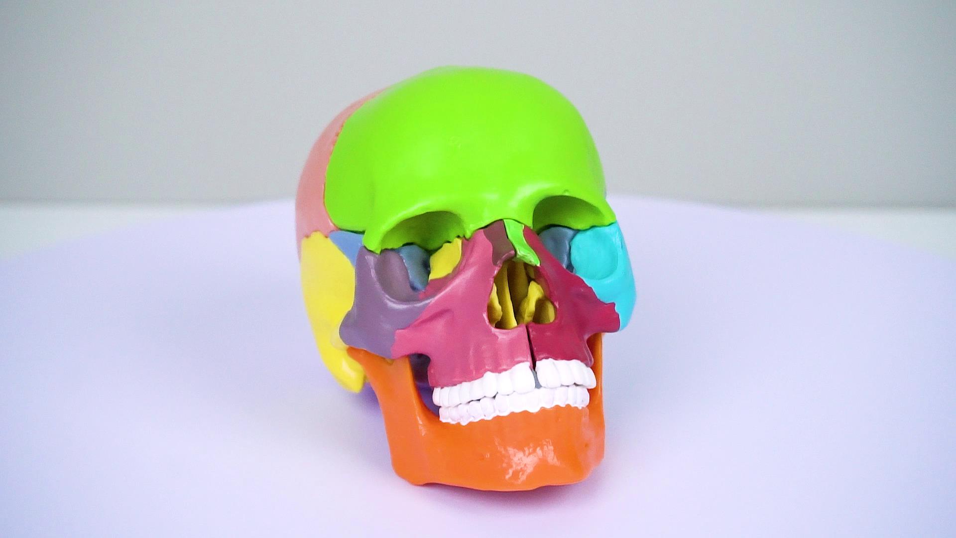 Image of breesky Human Skull Model for Anatomy, 15 Parts Human Anatomy Exploded Skull, Detachable Palm-Sized Mini Human Color Medical Skull Model, Learning with Color Study Manual