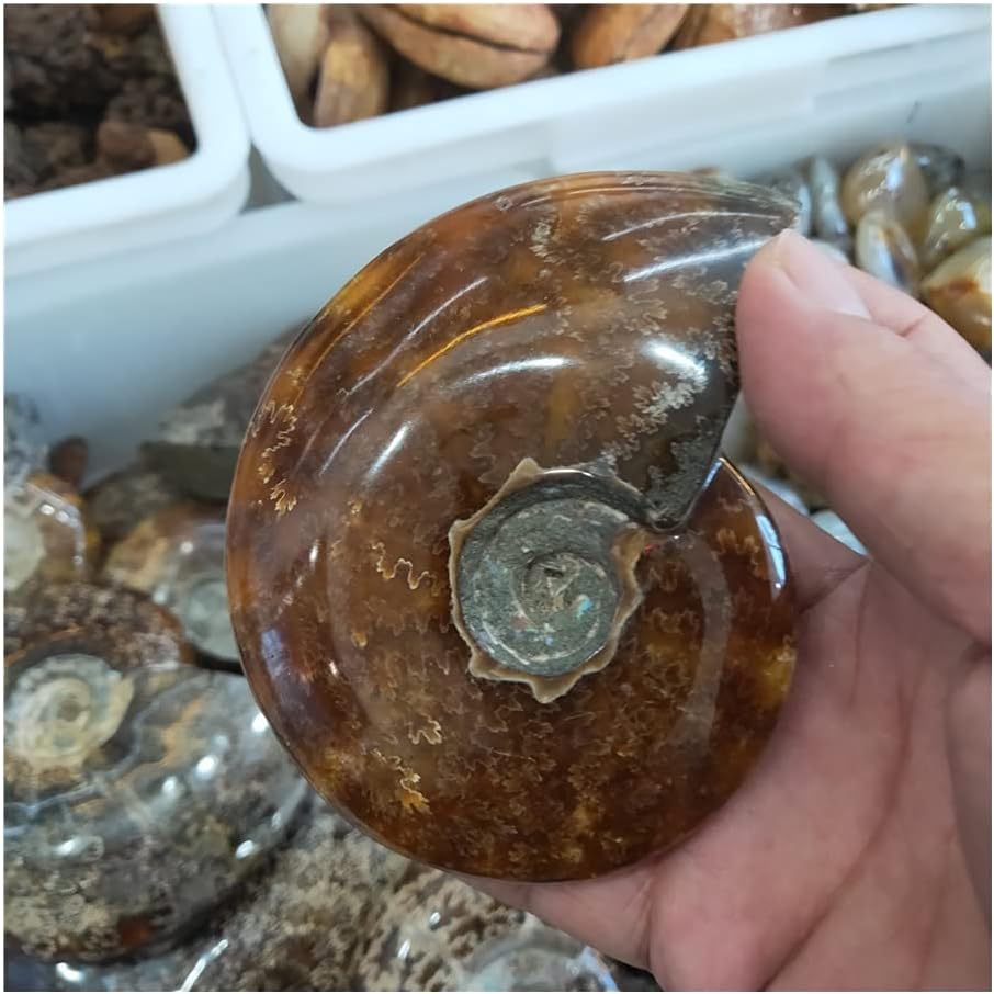 Fashiok 240 g ammonite Fern fossil Jurassic Nautilus natural crystal