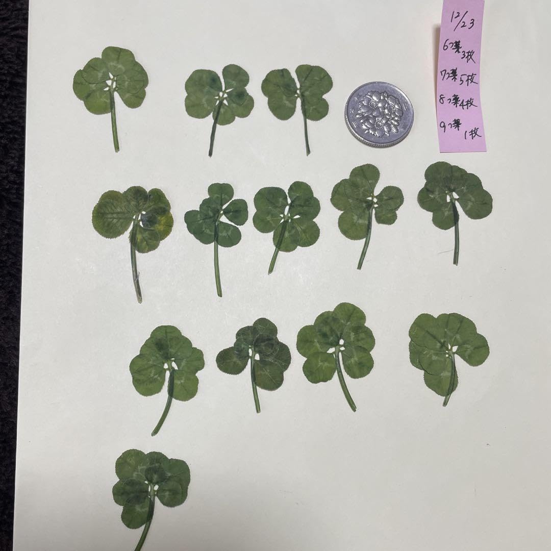 Amazon｜6つ葉 7つ葉 8つ葉 9つ葉 1223 クローバー 四つ葉｜観葉植物