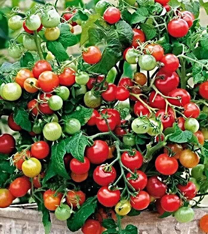 Samen Cherry-, Balkon Tomate "Maskotka", Pomidor, nur 20-40cm groß, überhängend (10.000 Samen)