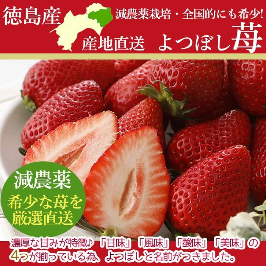 茨城県産　高級いちご　大粒やよいひめ　16パックセット 茨城県産 高級いちご 大粒やよいひめ 16パックセット 楽天市場