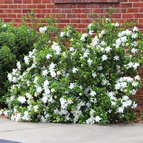 Amazon.com : Cape Jasmine Plant, Gardenia Plant, Frost Proof Live