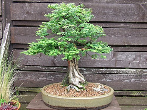 100 Chinese Redwood Tree Seeds Metasequoia Glyptostroboides Bonsai USA -  BKSeeds : Amazon.de: Garden