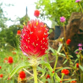 Red Globe Amaranth Flower Seeds 30pcs (Gomphrena globosa) Organic Herb Fresh Premium Easy to Grow Plants Seeds for Planting Garden Yard Home Outdoor Decor