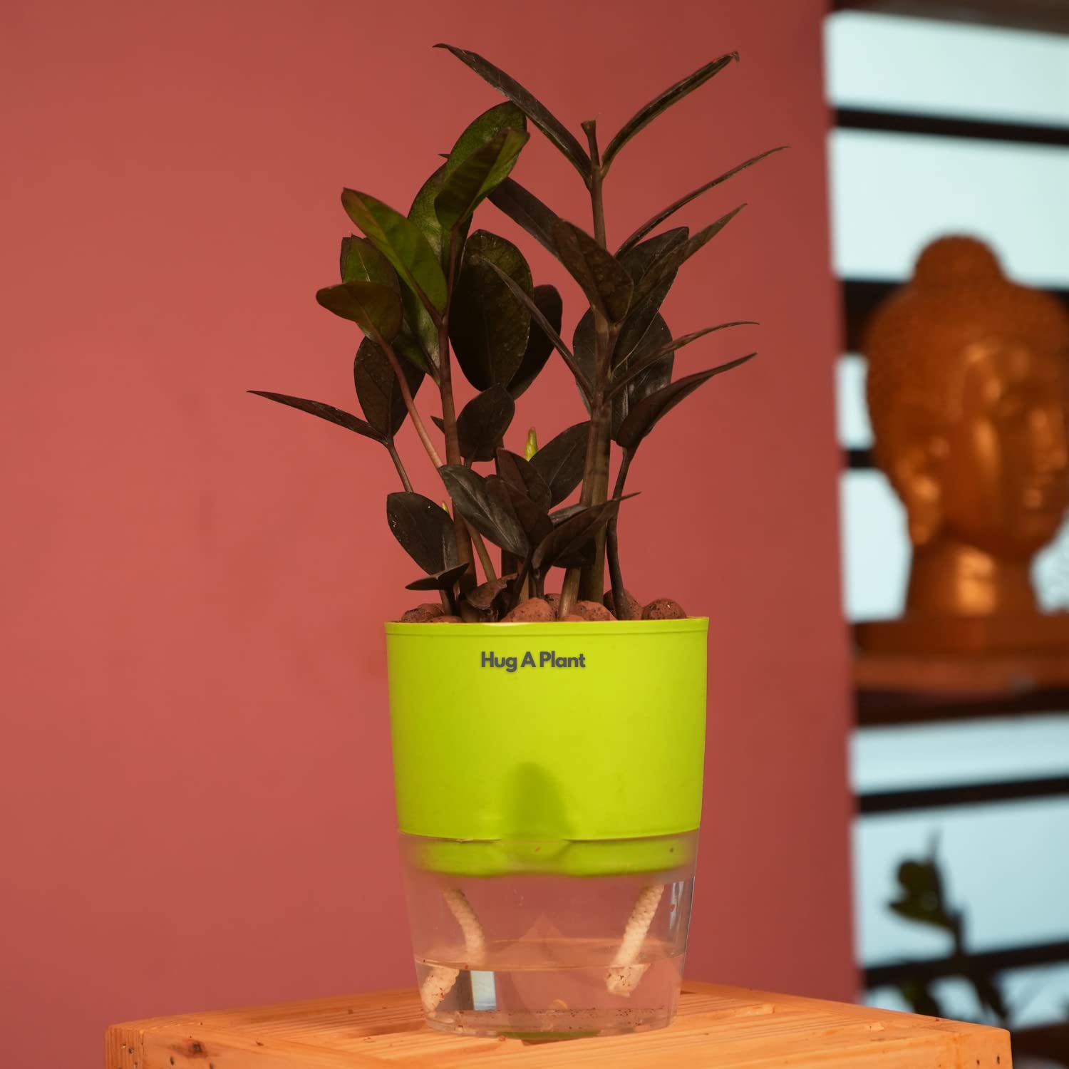 Hug A Plant | Zamioculcas Raven/Black ZZ Plant (Zamioculcas zamiifolia) - Live Plant (With 4 Inch|10cm Self-Watering Pot & Plant) (Green)-image-24