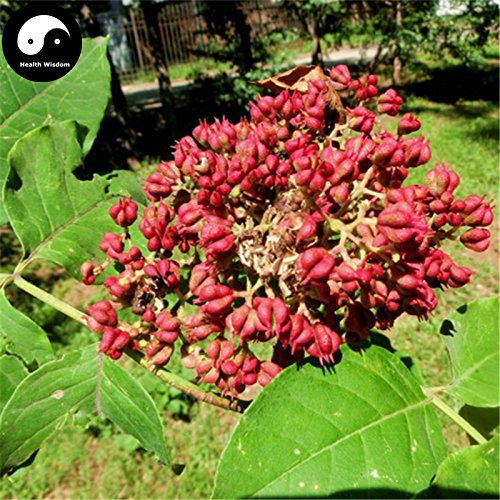 Buy Evodia Tree Seeds 400pcs Plant Evodia Daniellii Tree Chou Tan For Wu Zhu Yu