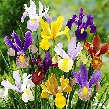 Mixed Tall Dutch Iris - 25 Bulbs