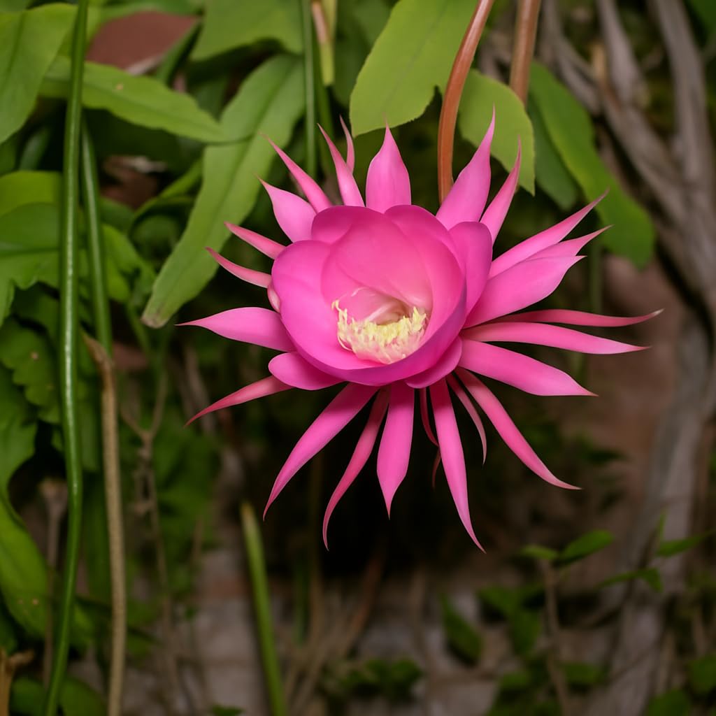 IndNursery Pink Brahma Kamal/Epiphyllum Oxypetalum/Queen of the Night/Rare Night Blooming Plant for Home & Vastu (Pack of 1)-image-29