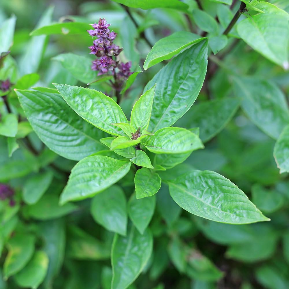 Basil Seeds – Cinnamon Basil (Basilico Alla Cannella) – Aromatic Sweet Variety for Teas & Cooking – Indoor Windowsill or Garden Growing – Italian Variety